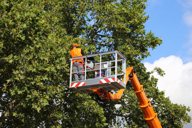 Best Fruit Tree Pruning  in Lake Caroline, VA