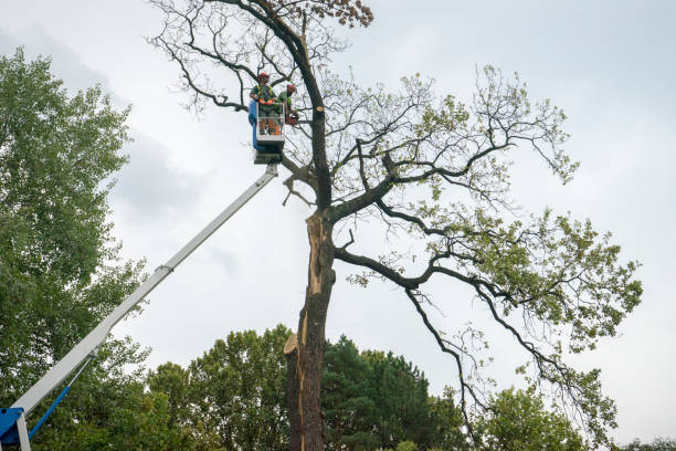 Best Tree Mulching  in Lake Caroline, VA