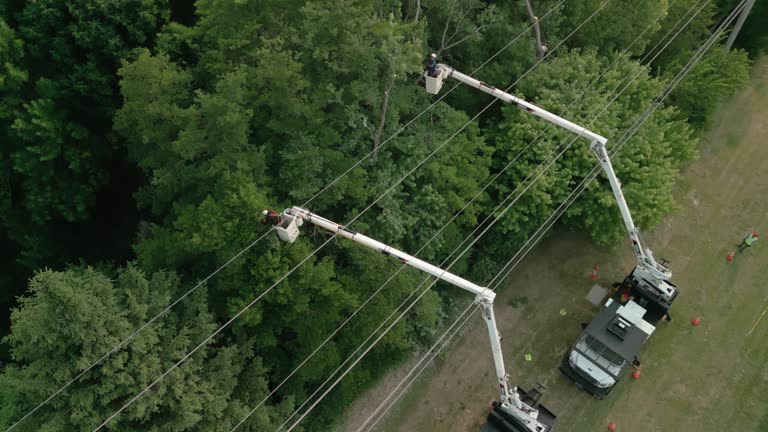 Best Palm Tree Trimming  in Lake Caroline, VA