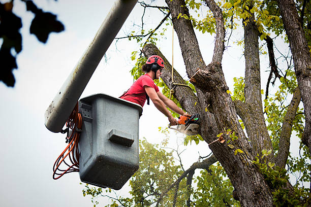 Reliable Lake Caroline, VA  Tree Services Solutions