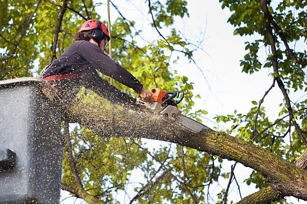 Best Commercial Tree Services  in Lake Caroline, VA